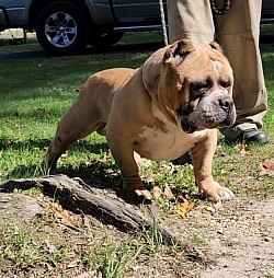 Gus