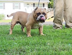 Gus