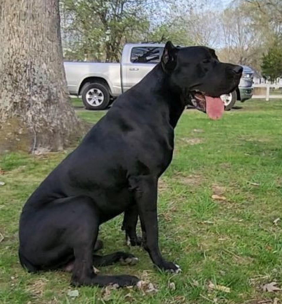 ***ROY*** $300 reserve, $800 STUD fee: (brindle carrier), Daniff.