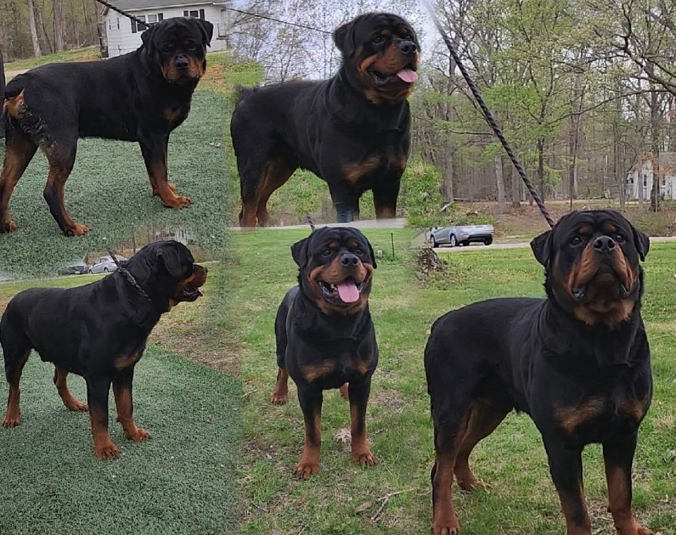 ***VIBE*** $1600 stud fee (or) $600 +1st pick (approved females only).