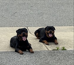 Tank and Nitro