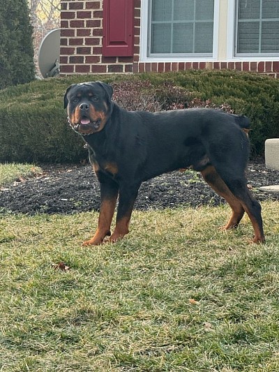 This big guy and his baby brother will be available for stud soon. More pictures to come.