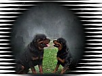 Kuntree bred team