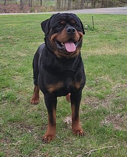 $1600 stud fee: Akc Rottweiler