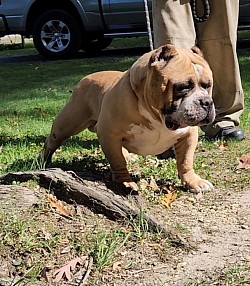 $1000 (w/o papers) $1500 (w/papers) Stud fee: American bully ($500 lock-in)