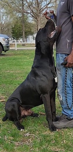 $800 Stud fee: Daniff (carries for brindle)