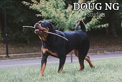 D