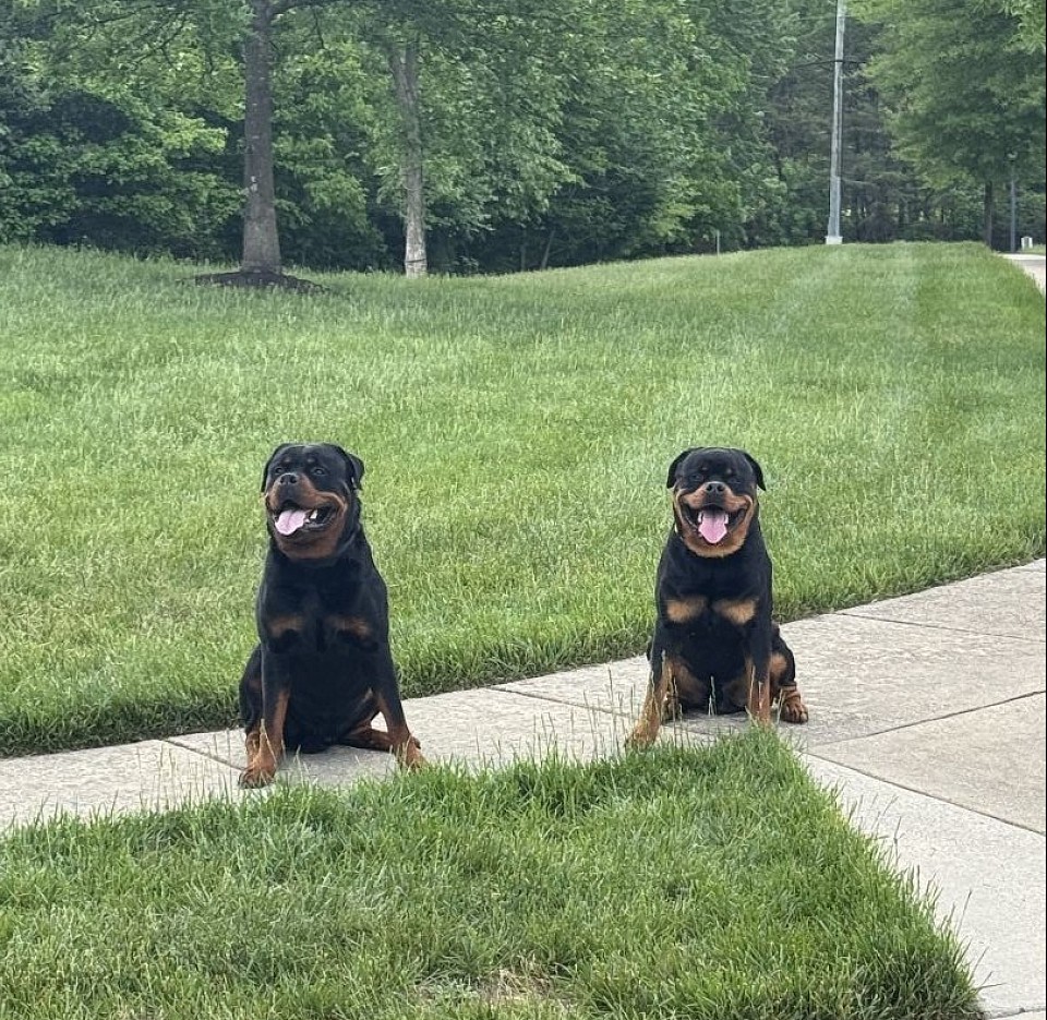 Tank and Nitro available studs