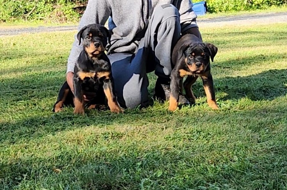 Male $1400  available. Please make sure you are allowed to have dogs, if renting.
